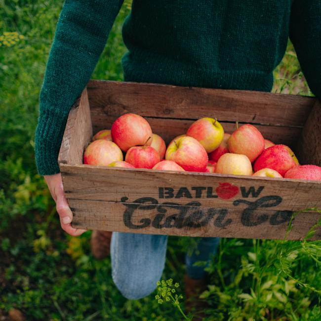 Batlow Cider apples